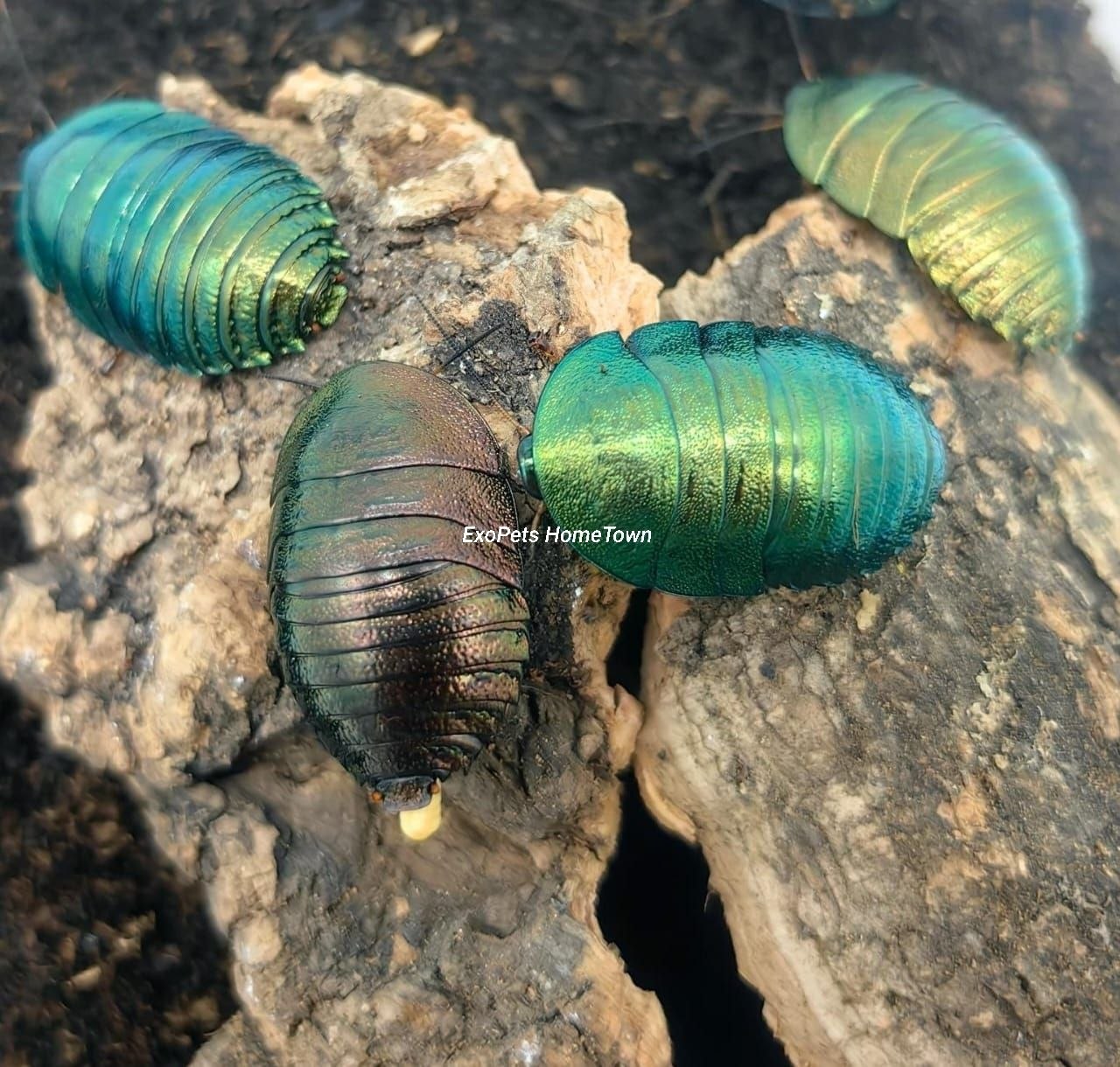 Emerald Roach
