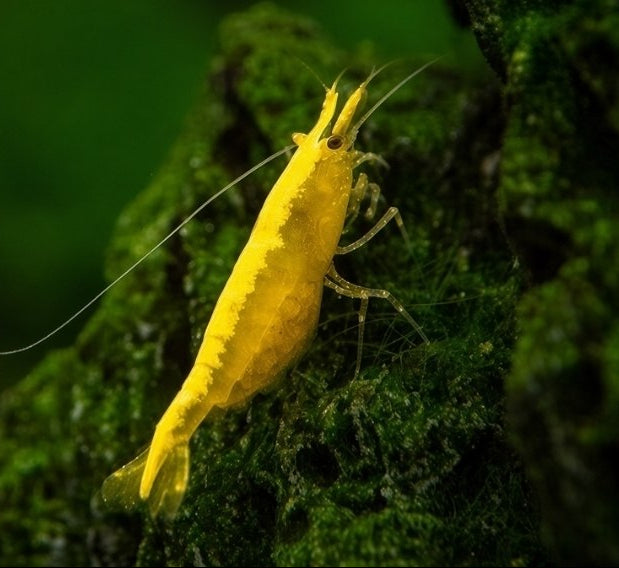 Yellow Golden Back