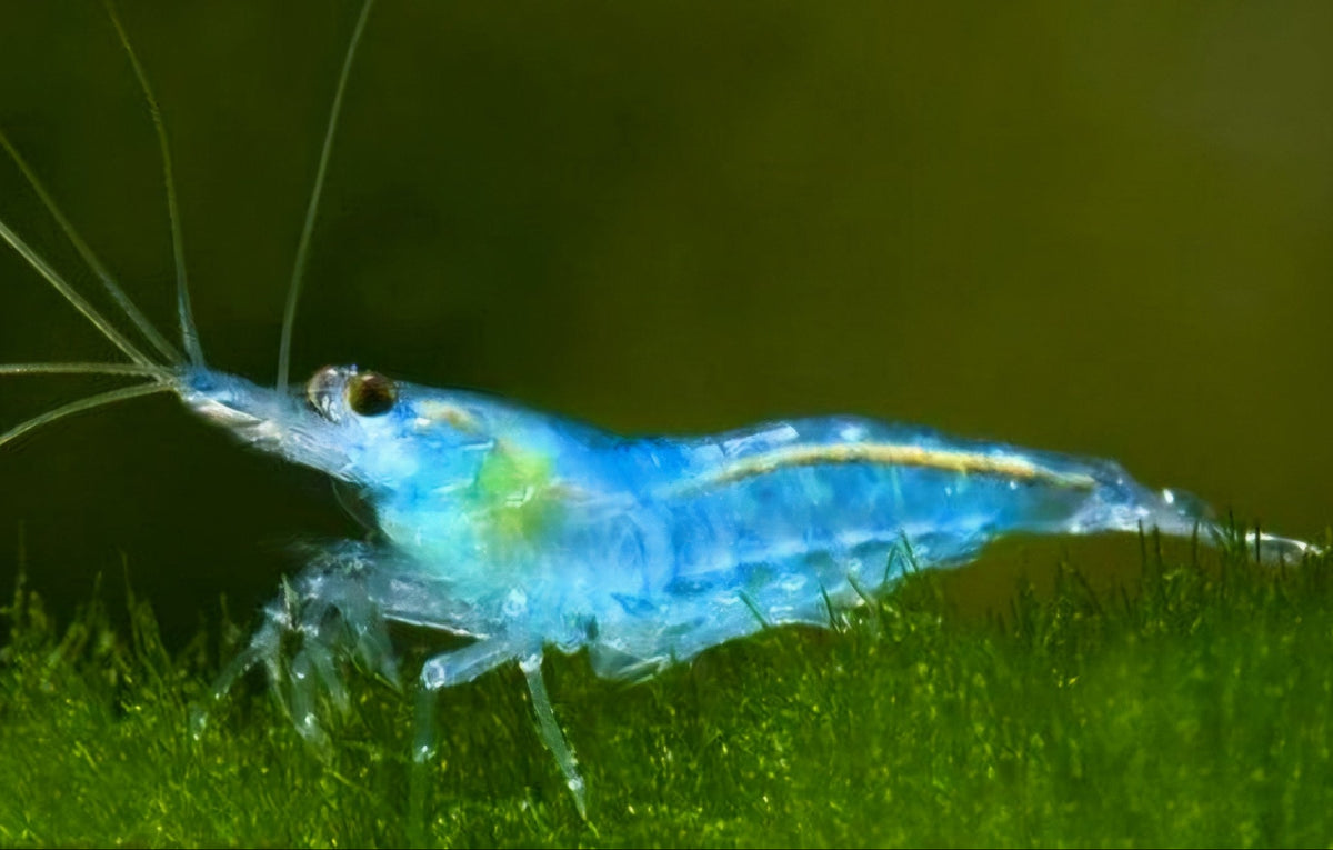 Blue Jelly
