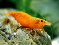Orange Sungkist