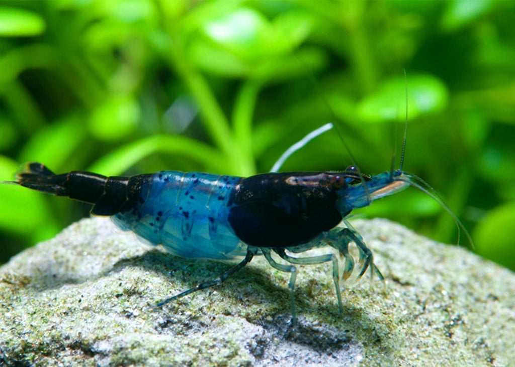 Dark Blue Rili