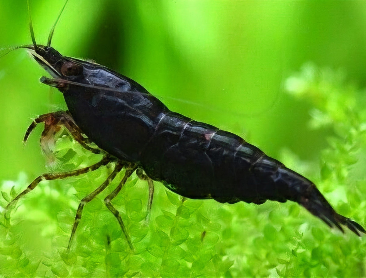 Black Coco