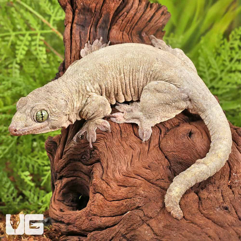 Halmahera Gaint Gecko