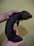 Shingleback