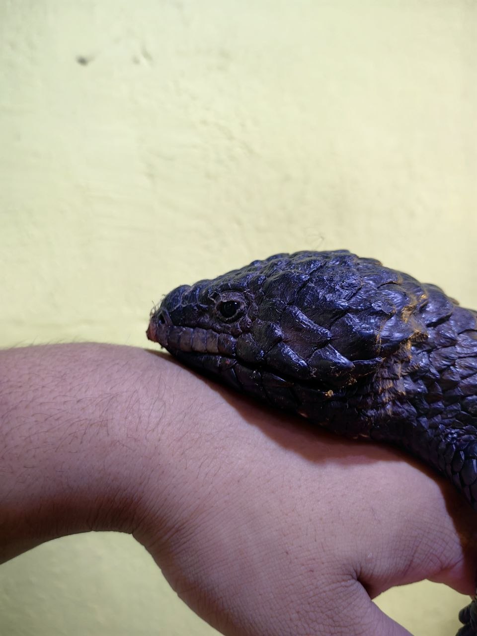 Shingleback