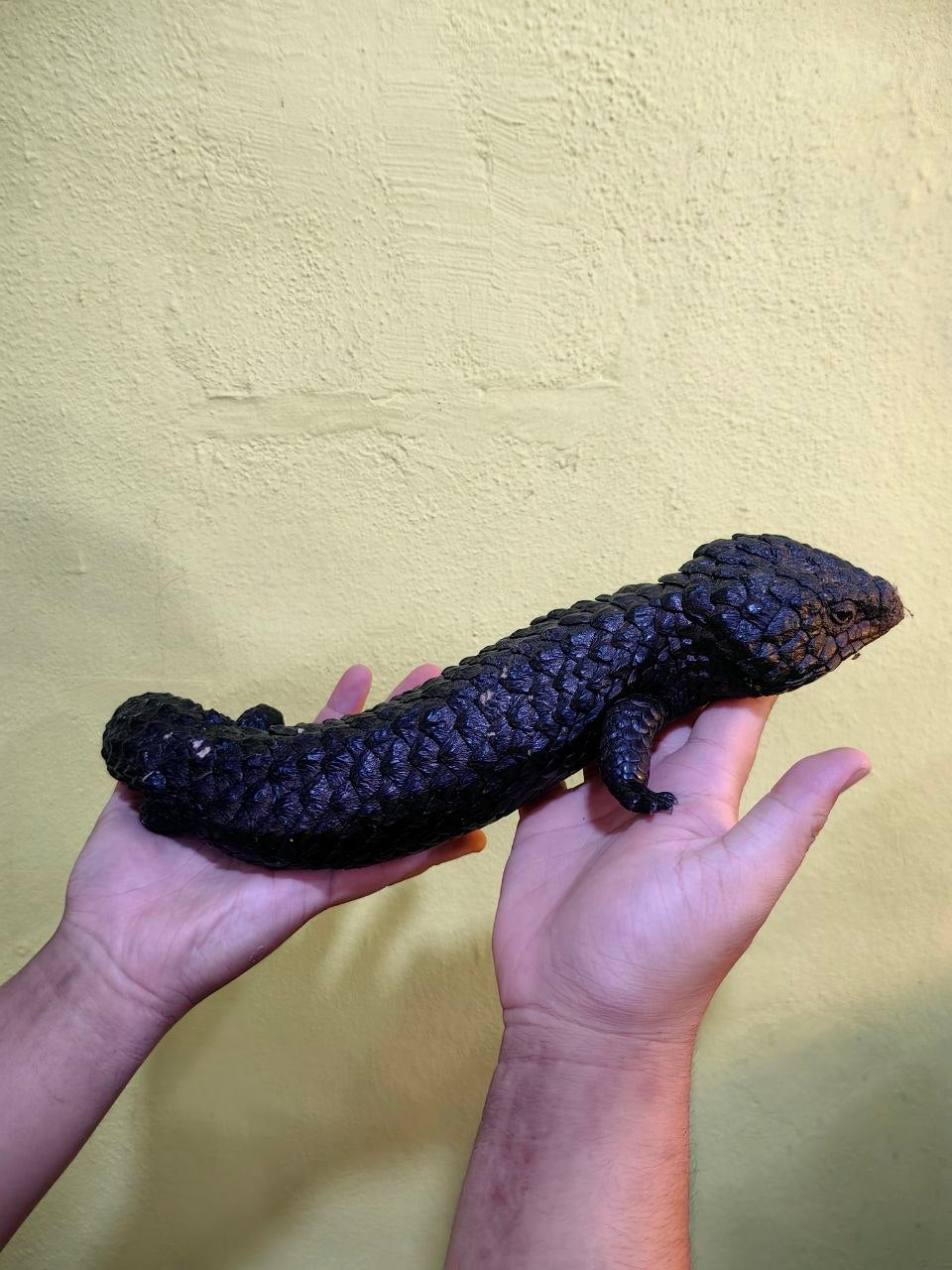 Shingleback