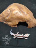 African Fat-Tailed Gecko
