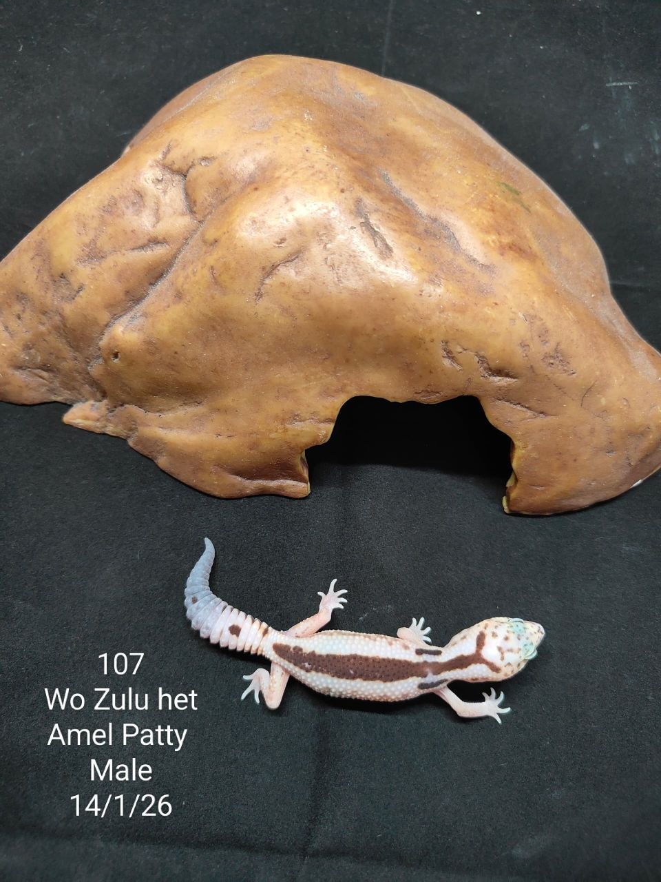 African Fat-Tailed Gecko
