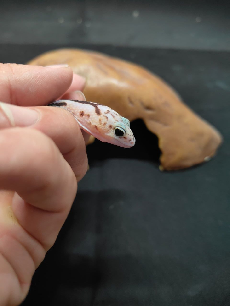 African Fat-Tailed Gecko