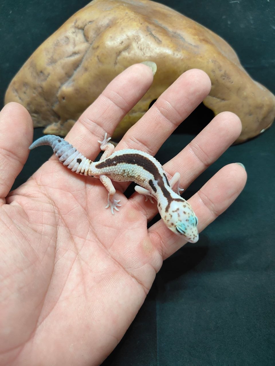 African Fat-Tailed Gecko