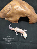 African Fat-Tailed Gecko