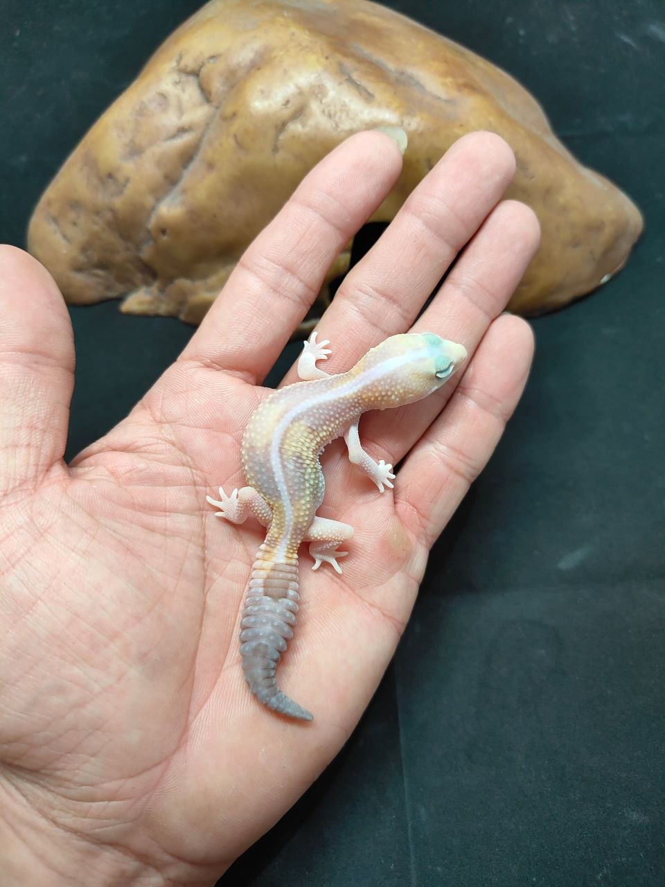 African Fat-Tailed Gecko