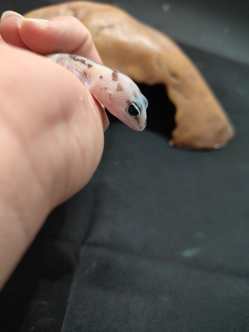 African Fat-Tailed Gecko