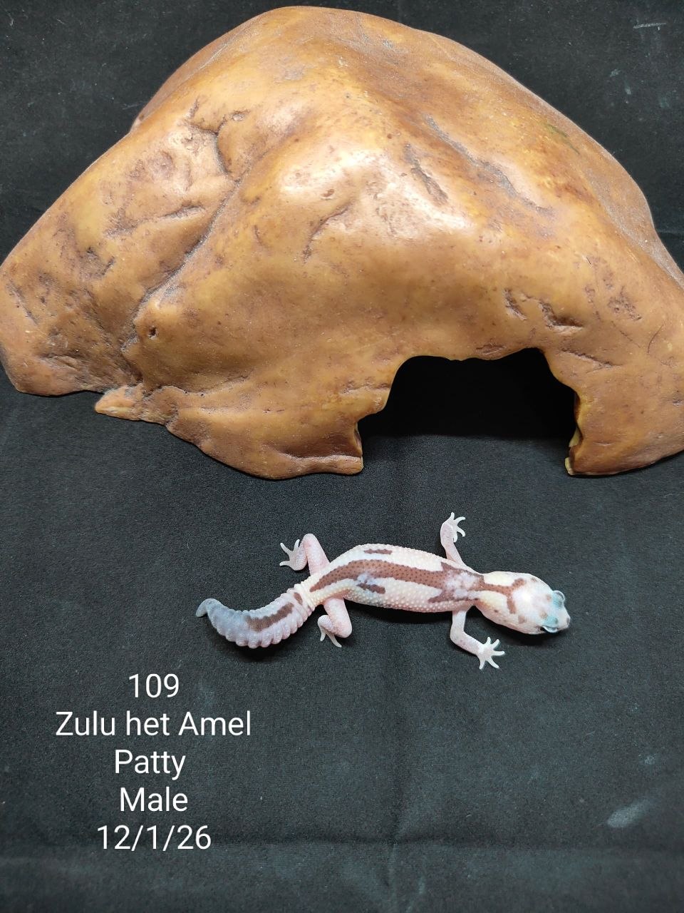 African Fat-Tailed Gecko