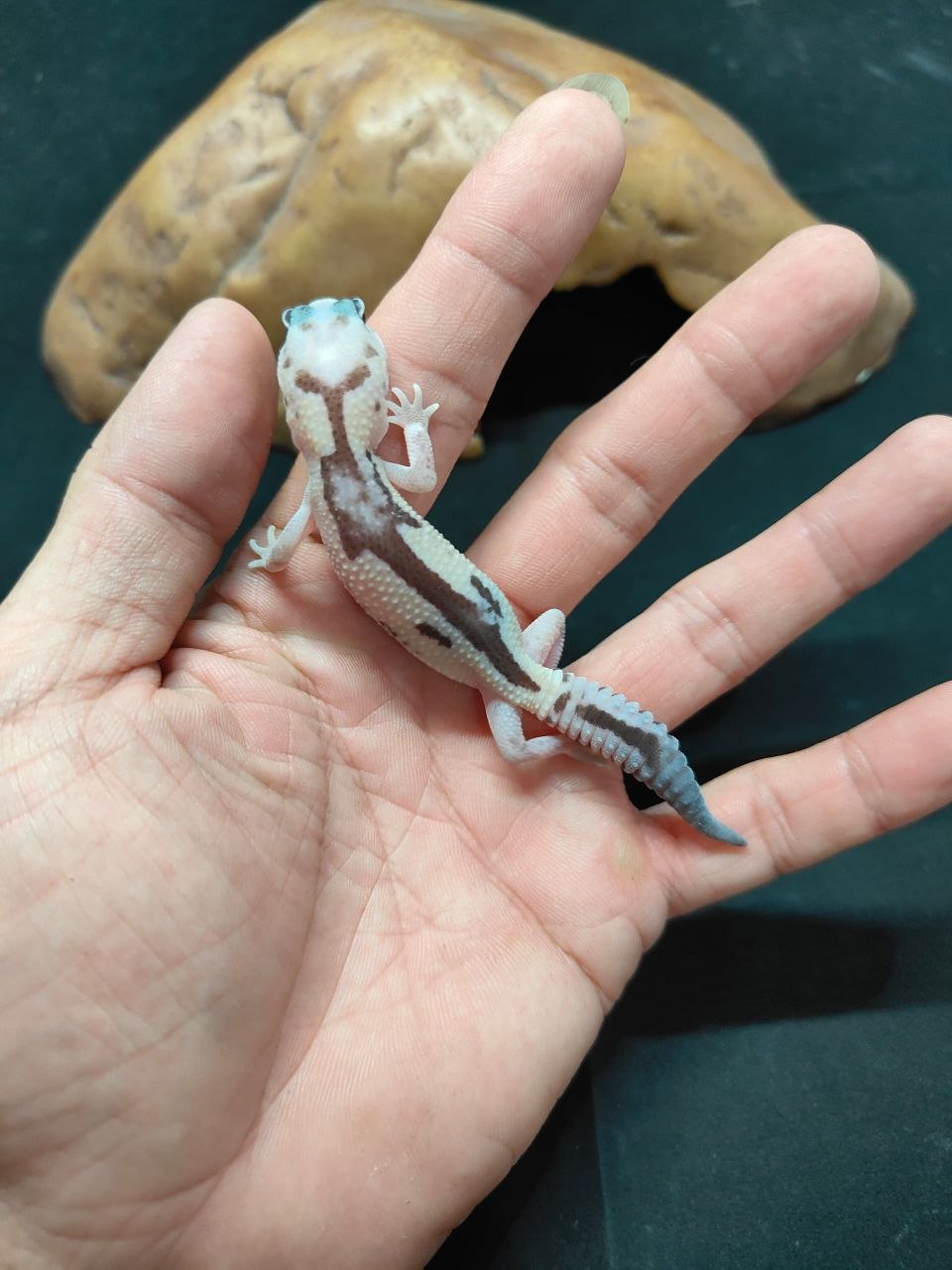 African Fat-Tailed Gecko