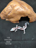 African Fat-Tailed Gecko