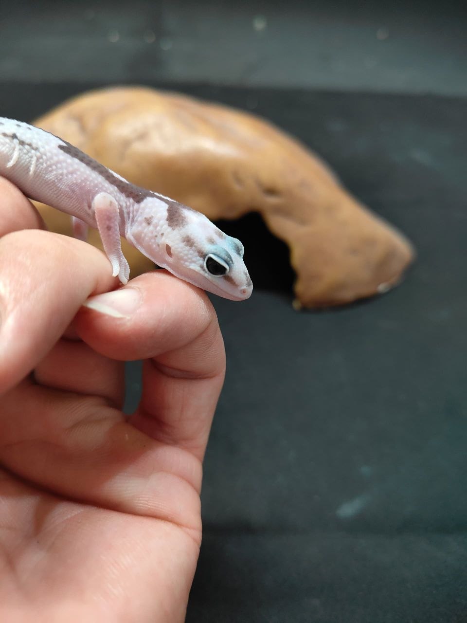 African Fat-Tailed Gecko