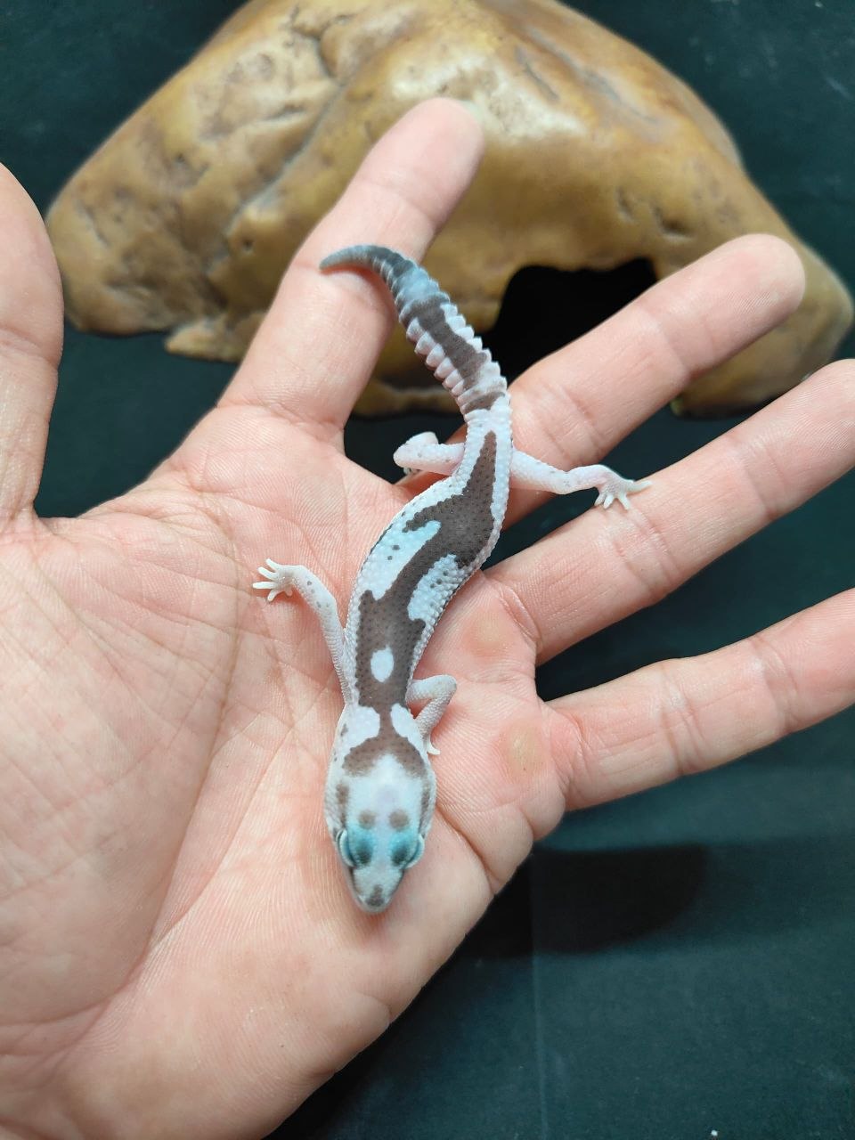 African Fat-Tailed Gecko