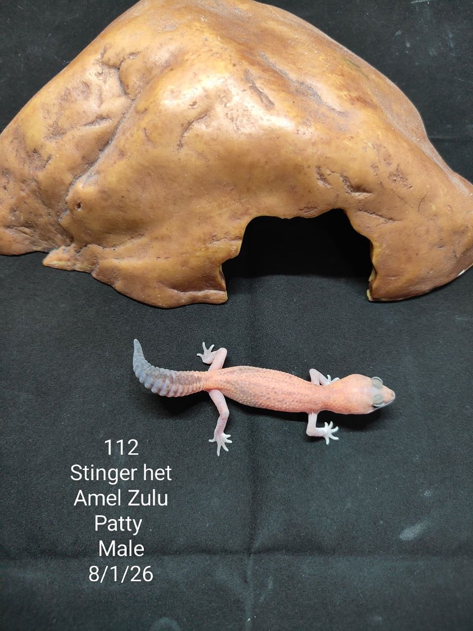 African Fat-Tailed Gecko