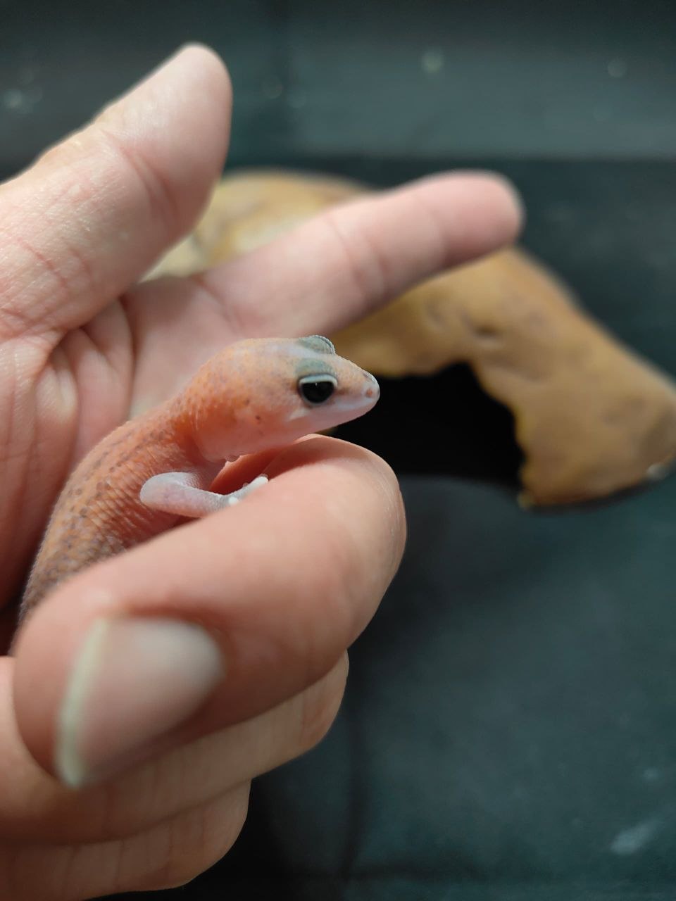 African Fat-Tailed Gecko