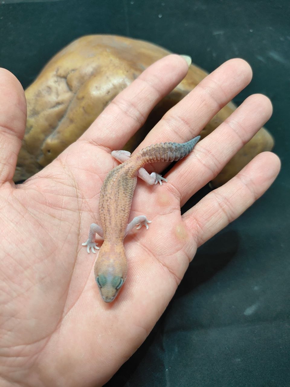 African Fat-Tailed Gecko