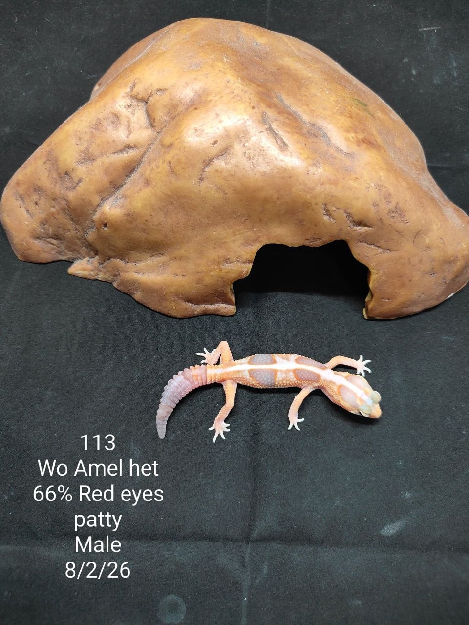 African Fat-Tailed Gecko