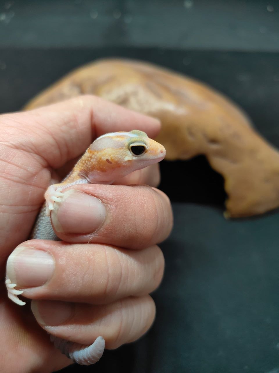 African Fat-Tailed Gecko