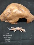 African Fat-Tailed Gecko