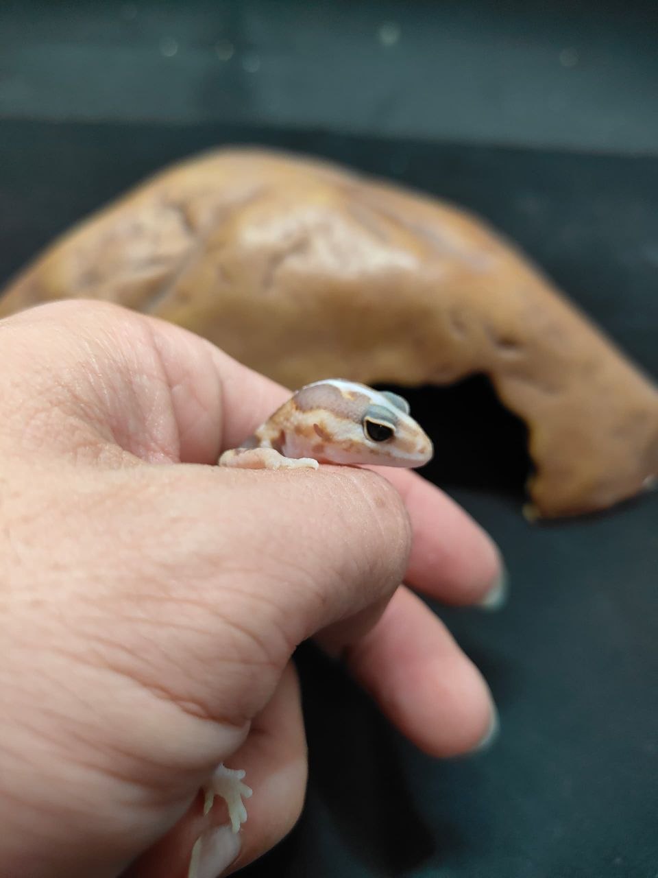 African Fat-Tailed Gecko