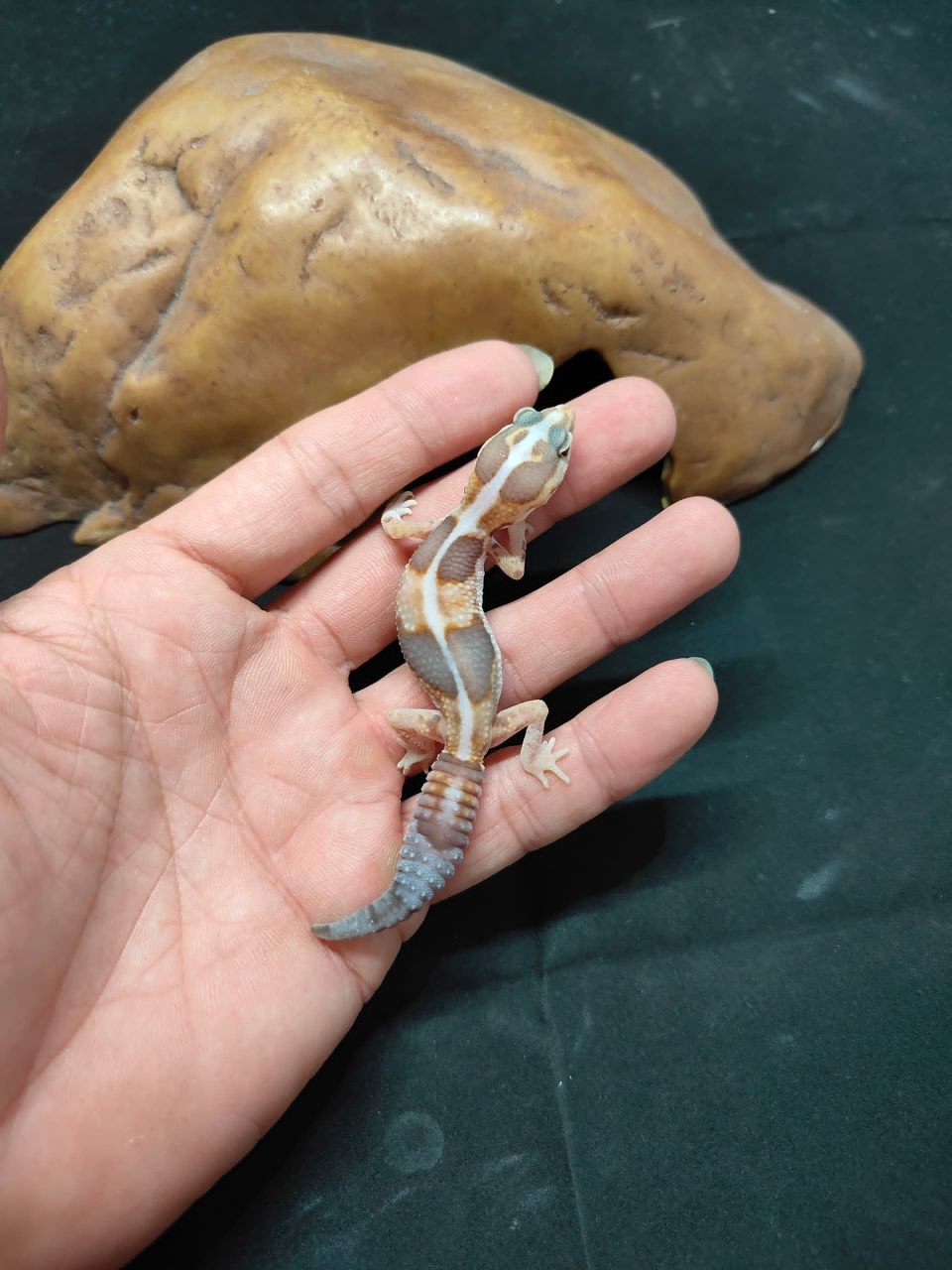 African Fat-Tailed Gecko