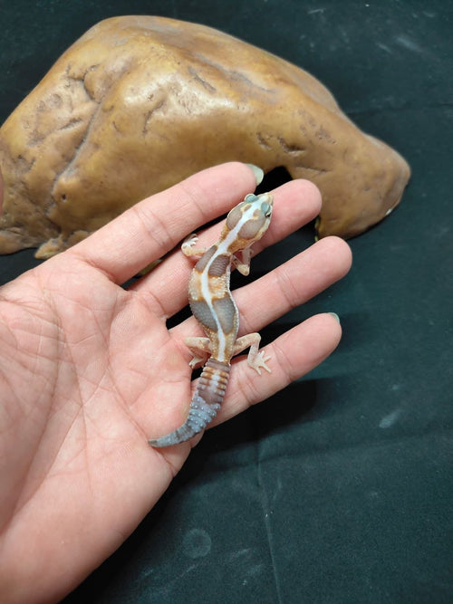 African Fat-Tailed Gecko