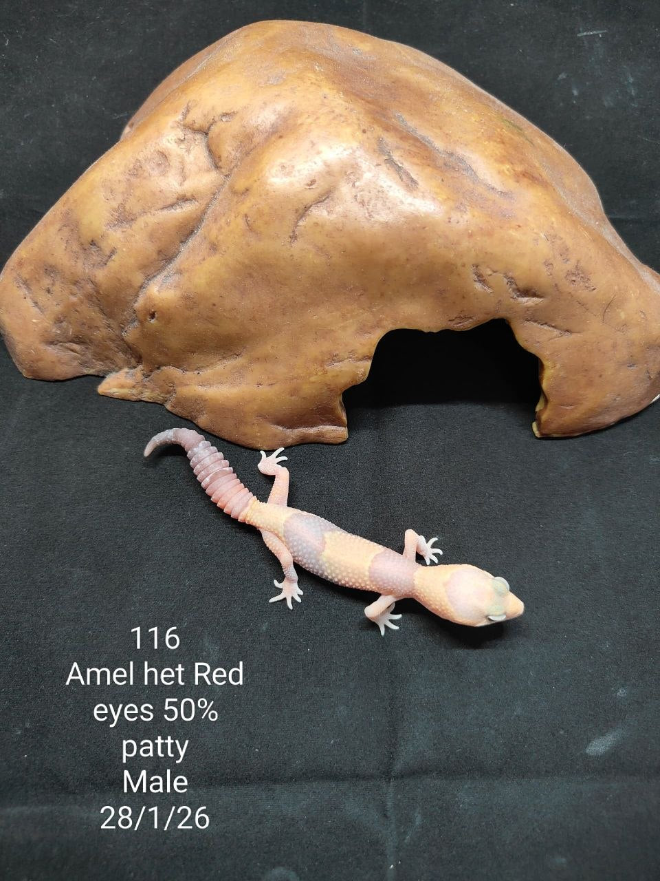 African Fat-Tailed Gecko