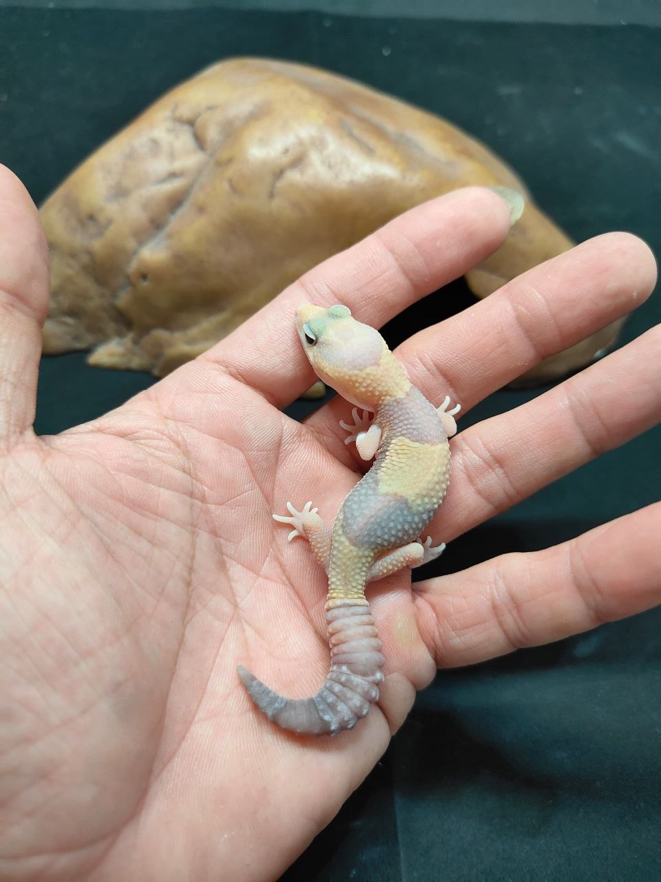African Fat-Tailed Gecko