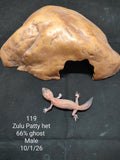 African Fat-Tailed Gecko