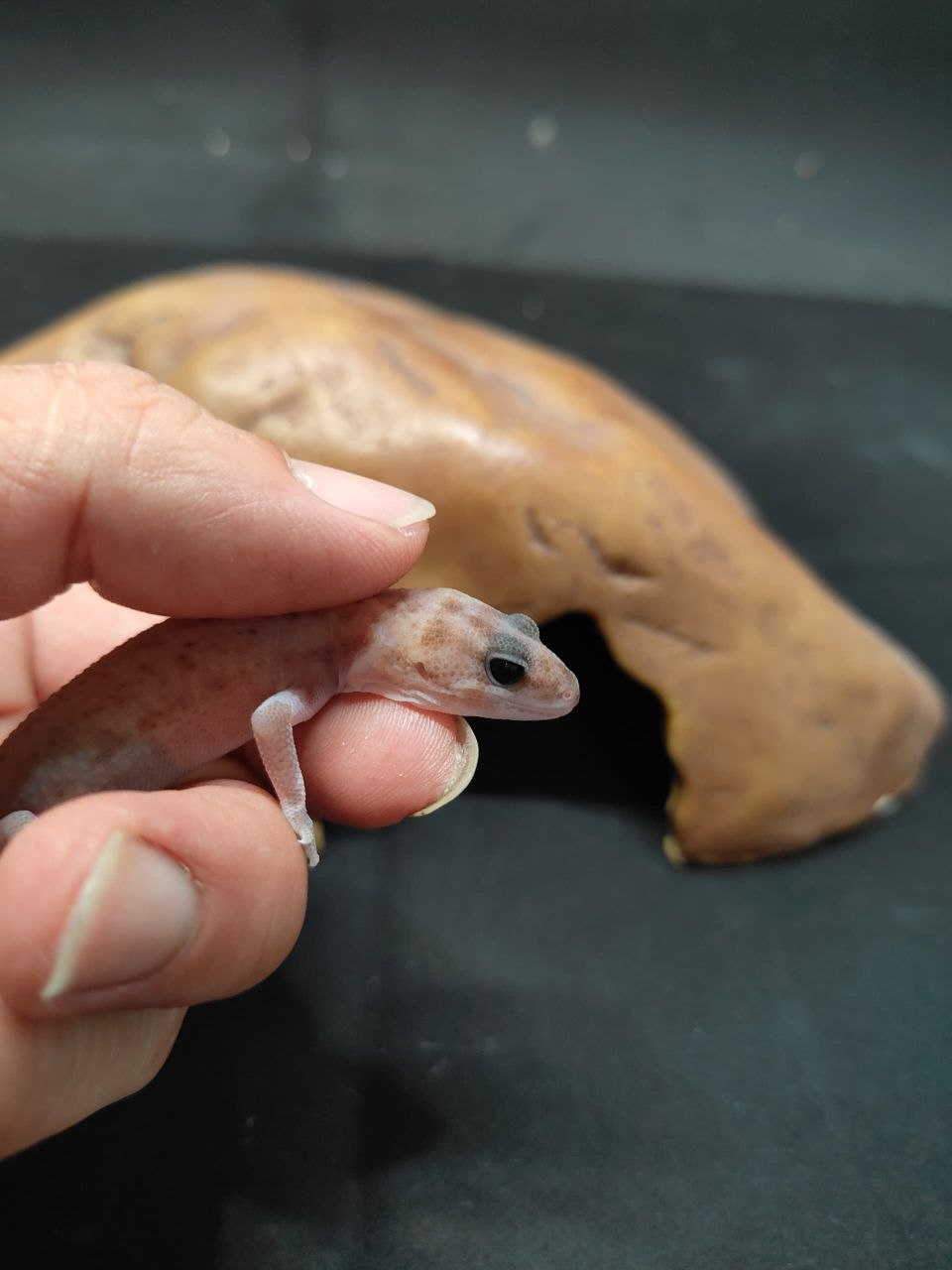 African Fat-Tailed Gecko