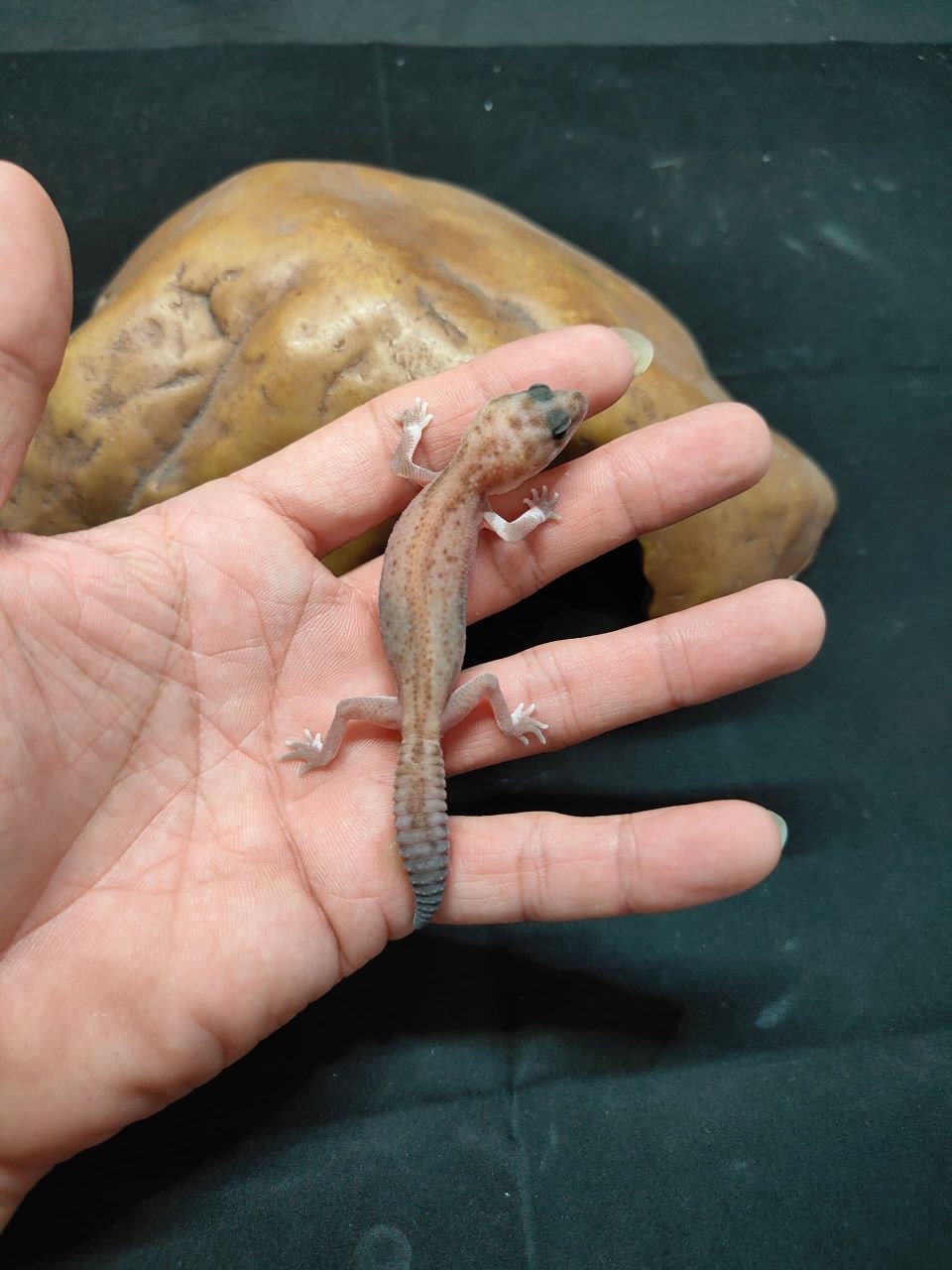 African Fat-Tailed Gecko