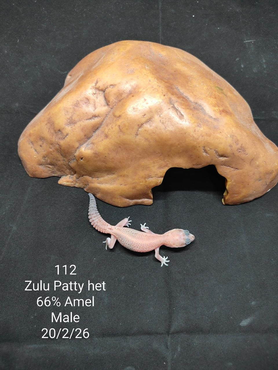 African Fat-Tailed Gecko
