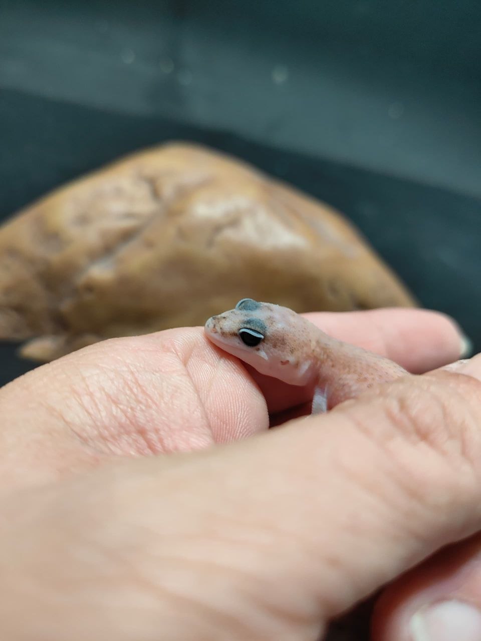 African Fat-Tailed Gecko