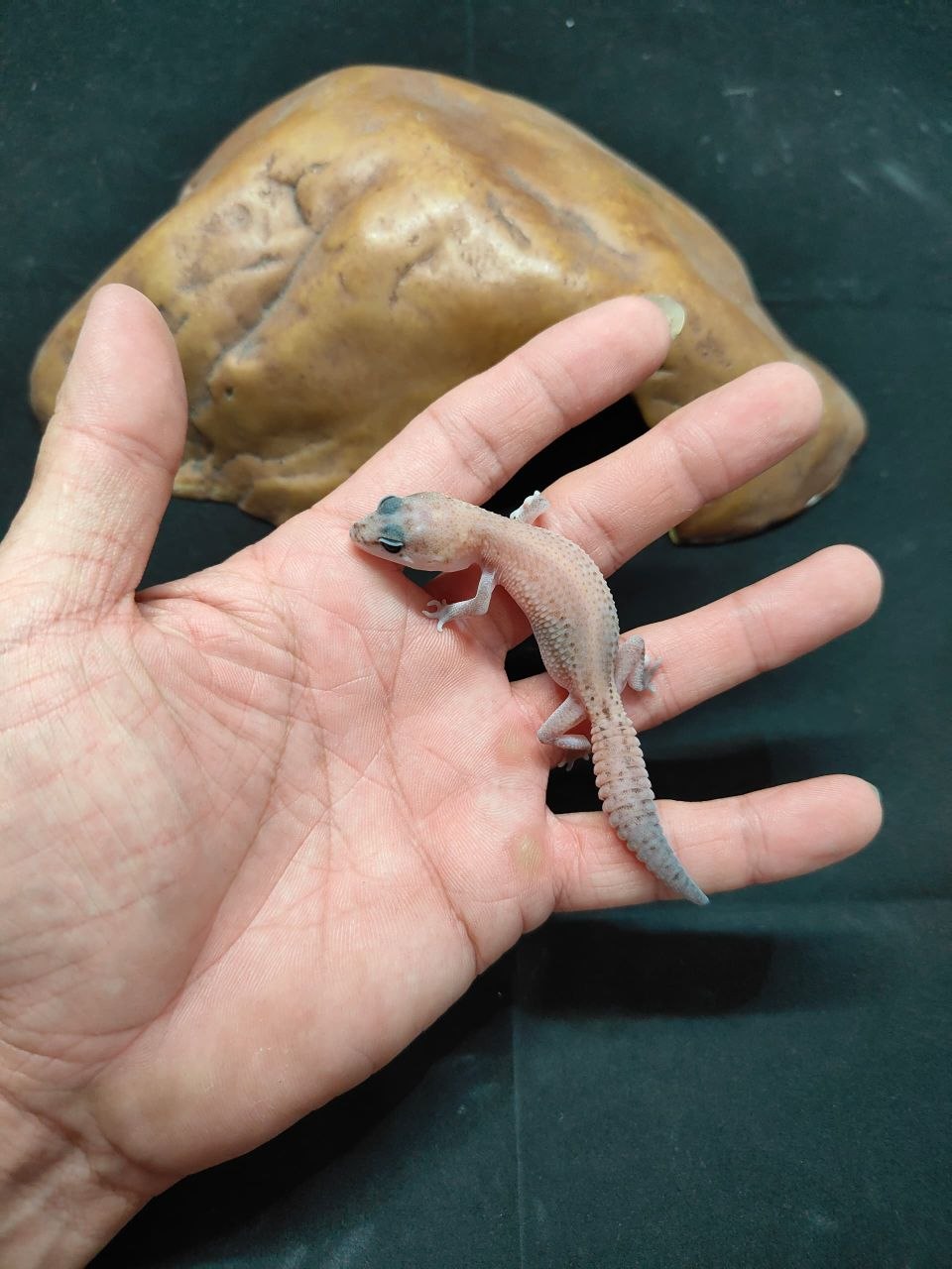 African Fat-Tailed Gecko
