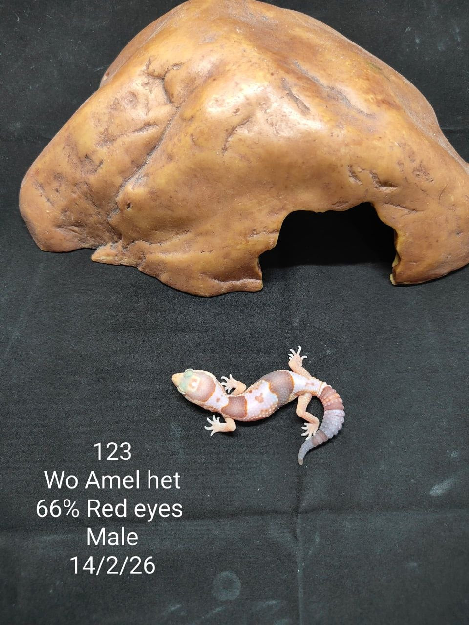 African Fat-Tailed Gecko