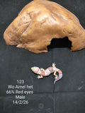 African Fat-Tailed Gecko