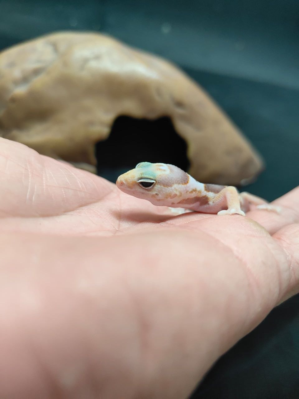 African Fat-Tailed Gecko