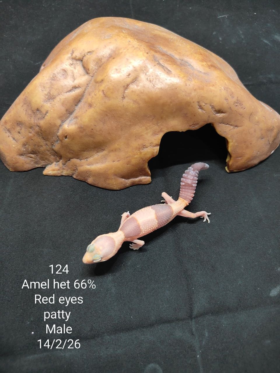 African Fat-Tailed Gecko