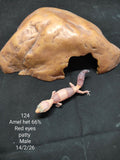 African Fat-Tailed Gecko