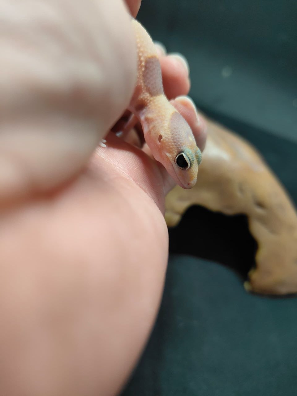 African Fat-Tailed Gecko