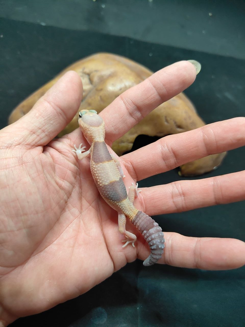 African Fat-Tailed Gecko