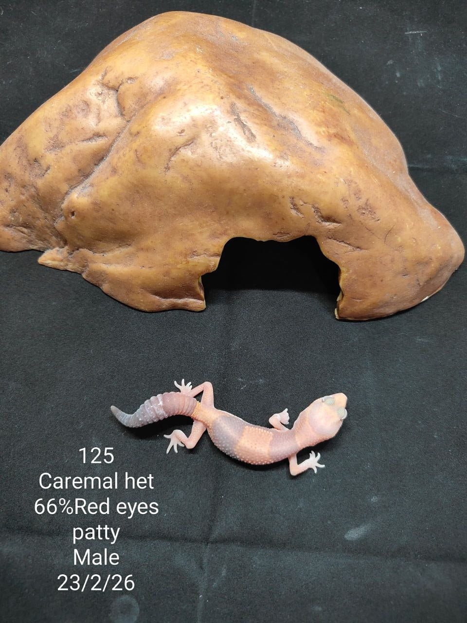 African Fat-Tailed Gecko