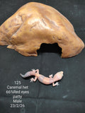 African Fat-Tailed Gecko