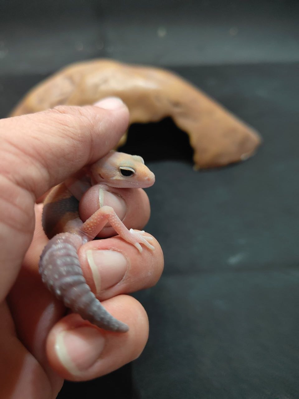 African Fat-Tailed Gecko