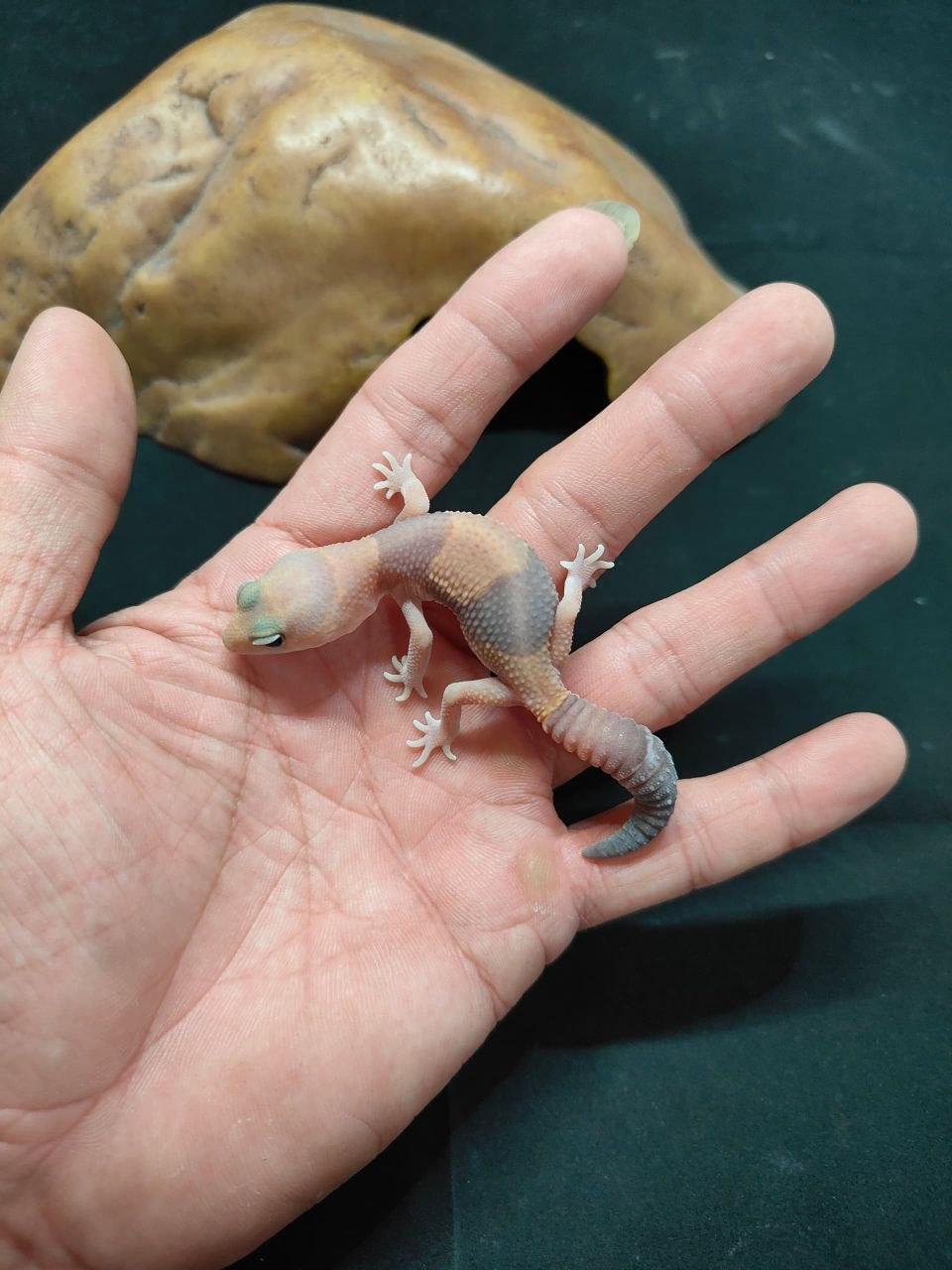 African Fat-Tailed Gecko